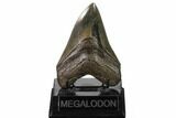 Serrated, Fossil Megalodon Tooth - Georgia #159742-2
